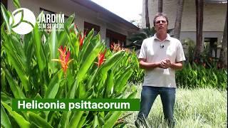 Heliconia Heliconia psittacorum  Jardim sem segredo [upl. by Loy]