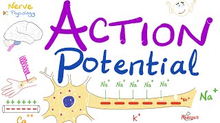 Action Potential  Most COMPREHENSIVE Explanation  Nerve Physiology [upl. by Hamfurd]