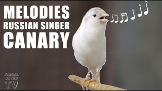 Canary Singing Birds sounds  Melodies Russian Canary Bird Sounds  Training Video [upl. by Tegdirb]