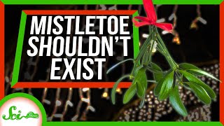 Mistletoe The Holiday Plant That Shouldn’t Exist [upl. by Ibrahim]