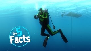 Top 5 Scuba Diving Facts [upl. by Anawik]