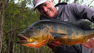 Amazon Peacock Bass  Jungle Fly Fishing with the Pinawaca by Todd Moen [upl. by Nnaxor]