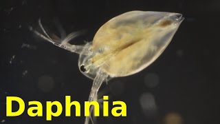 Daphnia [upl. by Eiger208]