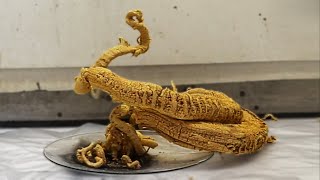 Making the Pharaohs Serpent [upl. by Osborn231]