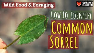 How To Identify Common Sorrel Wild Food amp Foraging [upl. by Edwyna]