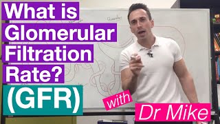 Glomerular Filtration Rate GFR  Renal System [upl. by Leasim]