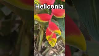 Heliconia rostrata plant [upl. by Amiaj238]