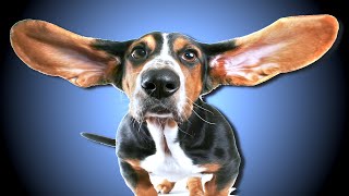 High Frequency Sound For Dogs [upl. by Aohk]