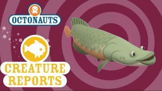 Octonauts Creature Reports  Arapaima [upl. by Assetnoc]