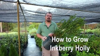 How to grow Inkberry Hollies Ilex glabra with detailed description [upl. by Mcleod872]