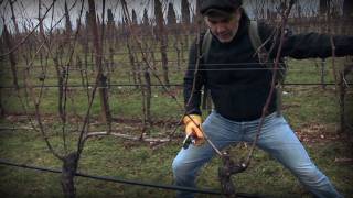 Marco Simonit  Dimostrazione pratica potatura della vite a Guyot  Guyot pruning [upl. by Euell65]