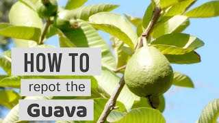 How to grow big guavas in a pot Psidium Guajava Amrud in pots [upl. by Uzzi]