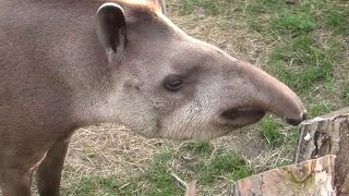 Tapir anta Tapirus terrestris  ZOO Zamość [upl. by Mountford]