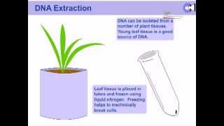 DNA extraction from plants [upl. by Falcone285]