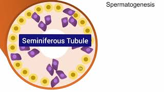 Spermatogenesis Animation [upl. by Lidda432]