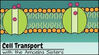 Cell Transport [upl. by Chelton]