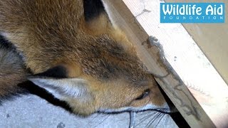 Fox inside a Coffee Machine  Animal Rescue [upl. by Nannie]