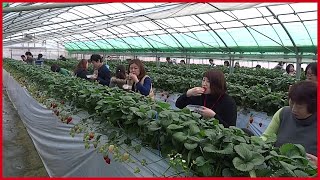 The Success Of Strawberry Farming Japan  Sweet Red Strawberry Japanese Agriculture [upl. by Stegman768]