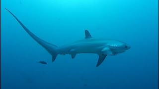 Facts The Thresher Shark [upl. by Elocon]