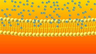 Diffusion Animation [upl. by Stacee]