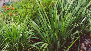 How to Grow Dianella [upl. by Ecraep]