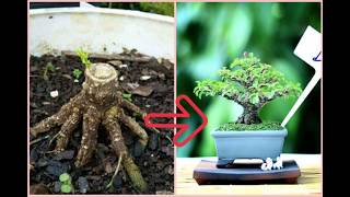 small bonsai time lapse progress  bonsai sakura  before and after [upl. by Woolley516]