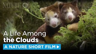 Matschies Tree Kangaroo A Rare Sight  A NATURE Short Film [upl. by Ellehsim81]