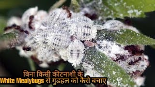 Easiest way to control White Mealybugs on Hibiscus without any pesticides [upl. by Ybrek112]