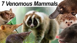 Seven Venomous Mammals [upl. by Kelby825]