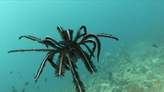 Swimming Crinoid  Diving in the Philippines 2019 [upl. by Zusman873]