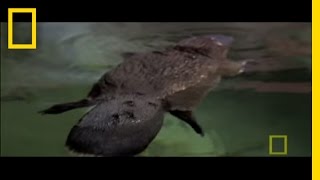 Platypus Parts  National Geographic [upl. by Borgeson]