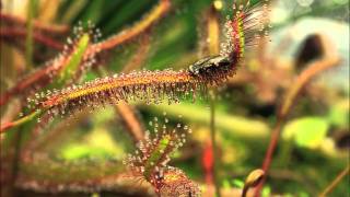 Drosera capensis quotRedquot in Action [upl. by Bonney845]