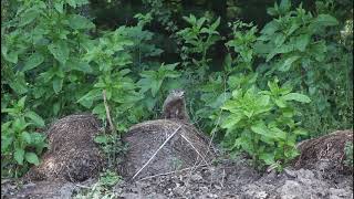 Groundhog AKA Whistle Pig doing an alarm whistle [upl. by Attalie872]