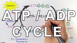 Mechanism of ATPADP Cycle [upl. by Susejedairam30]