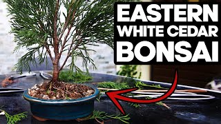 How to Bonsai an Eastern White Cedar🌲Thuja Occidentalis [upl. by Winou]