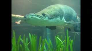 Arapaima at the Tennessee Aquarium [upl. by Bear]