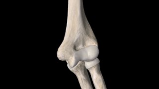 Superior Limb Osteology Humerus Ulna Radius [upl. by Groves]