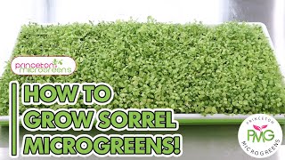 How to grow Sorrel Microgreens [upl. by Attinahs163]