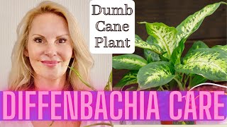 Dieffenbachia Care Propagation and Problems  Dumb Cane Plant with MOODY BLOOMS [upl. by Tega]