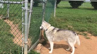 Husky howls for friends at dog park [upl. by Polard949]