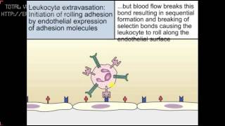 Leucocitos Extravasación ANIMACIÓN TRADUCIDA Inmunología [upl. by Frolick]