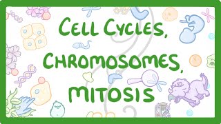 GCSE Biology  Cell cycles Chromosomes amp Mitosis 69 [upl. by Adest]