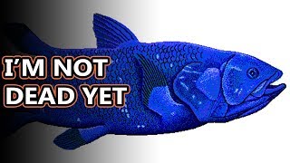 Coelacanth facts theyre called living fossils  Animal Fact Files [upl. by Aniratac626]