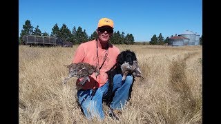 2017 Montana Sharptail Grouse Hunting [upl. by Schrick]