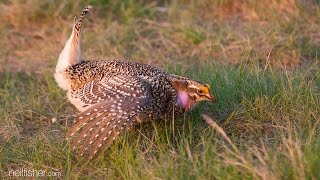 Sharptailed grouse [upl. by Gaskins]