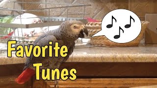 Favorite Tunes Talking singing and dancing with Einstein the Parrot [upl. by Letniuq]