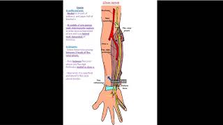 Ulnar Nerve part 1  Dr Ahmed Farid [upl. by Hach165]