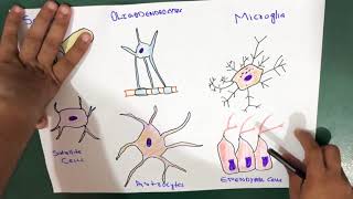 Glial Cells  Neuroglia  Types [upl. by Auric425]