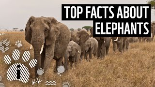 Top 10 Facts About Elephants  Animal Fun Facts  WWF [upl. by Yentiw11]