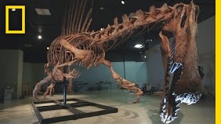 Spinosaurus Fossil Discoveries [upl. by Tevis]